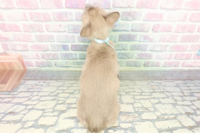 山梨県のトンキニーズ (Coo&RIKU甲府昭和通り店/2026年1月27日生まれ/男の子/ブルーミンク)の子猫の4枚目の画像