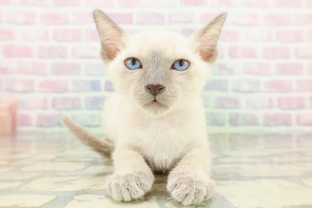 東京都のトンキニーズ (Coo&RIKU八王子西店/2026年1月27日生まれ/女の子/ブルーポイント)の子猫