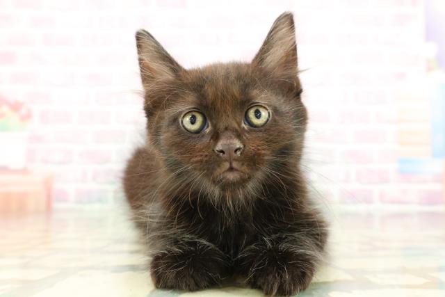 東京都のメインクーン (Coo&RIKU八王子西店/2026年1月28日生まれ/男の子/ブラック)の子猫の1枚目の画像