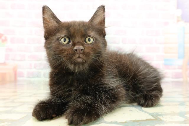 東京都のメインクーン (Coo&RIKU八王子西店/2026年1月28日生まれ/男の子/ブラック)の子猫の2枚目の画像