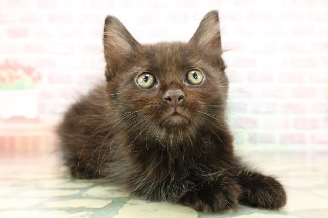 東京都のメインクーン (Coo&RIKU八王子西店/2026年1月28日生まれ/男の子/ブラック)の子猫の3枚目の画像