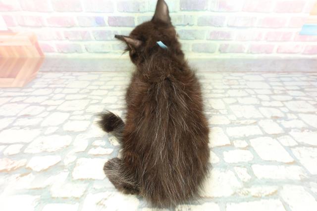 東京都のメインクーン (Coo&RIKU八王子西店/2026年1月28日生まれ/男の子/ブラック)の子猫の4枚目の画像