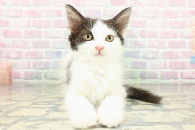 東京都のメインクーン (Coo&RIKU府中店/2026年1月28日生まれ/女の子/ブラックホワイト)の子猫の1枚目の画像