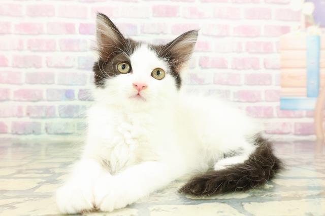 東京都のメインクーン (Coo&RIKU府中店/2026年1月28日生まれ/女の子/ブラックホワイト)の子猫の2枚目の画像