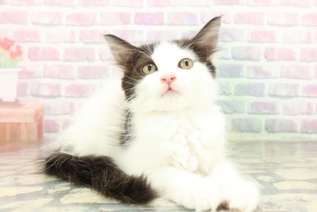 東京都のメインクーン (Coo&RIKU府中店/2026年1月28日生まれ/女の子/ブラックホワイト)の子猫の3枚目の画像