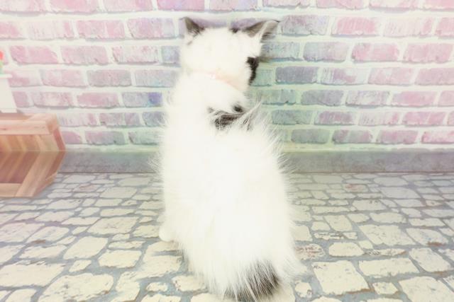 東京都のメインクーン (Coo&RIKU府中店/2026年1月28日生まれ/女の子/ブラックホワイト)の子猫の4枚目の画像