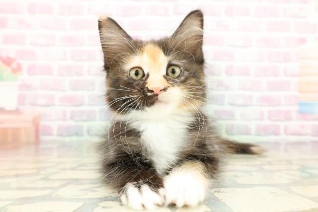 神奈川県のメインクーン (Coo&RIKU横浜港南台店/2026年1月28日生まれ/女の子/ブラウンパッチドタビーホワイト)の子猫の1枚目の画像