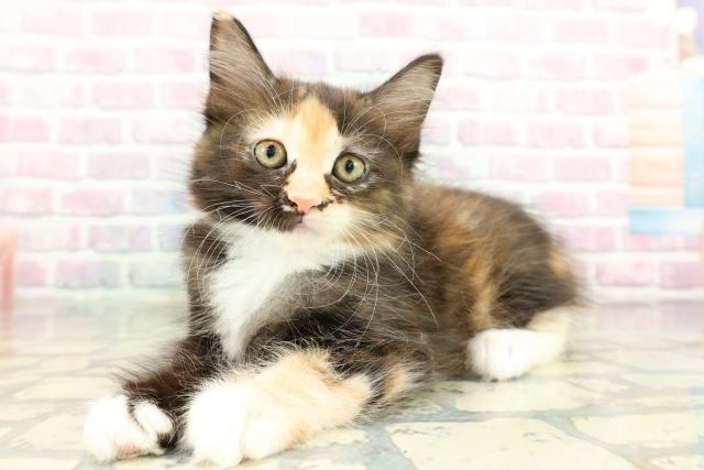 神奈川県のメインクーン (Coo&RIKU横浜港南台店/2026年1月28日生まれ/女の子/ブラウンパッチドタビーホワイト)の子猫の2枚目の画像