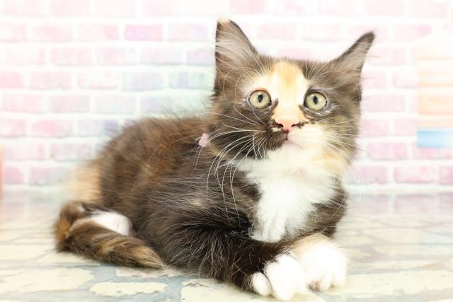 神奈川県のメインクーン (Coo&RIKU横浜港南台店/2026年1月28日生まれ/女の子/ブラウンパッチドタビーホワイト)の子猫の3枚目の画像