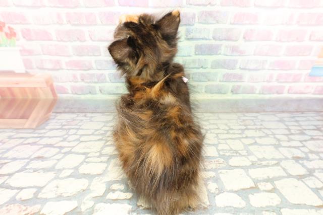 神奈川県のメインクーン (Coo&RIKU横浜港南台店/2026年1月28日生まれ/女の子/ブラウンパッチドタビーホワイト)の子猫の4枚目の画像