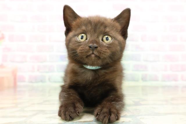 ブリティッシュショートヘアー