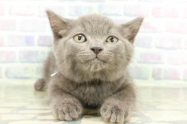 神奈川県のスコティッシュフォールド (Coo&RIKU藤沢店/2026年1月28日生まれ/男の子/ブルー)の子猫の1枚目の画像