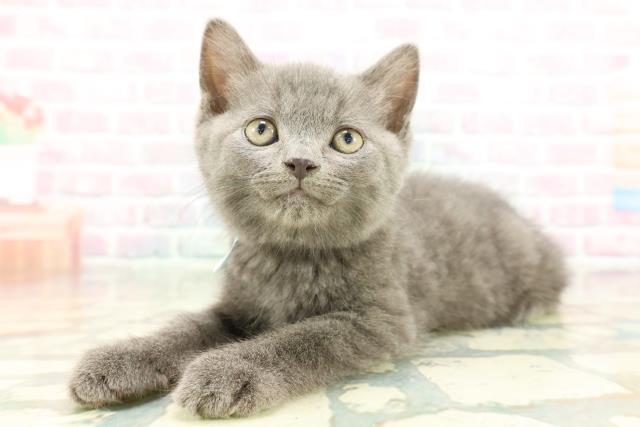 神奈川県のスコティッシュフォールド (Coo&RIKU藤沢店/2026年1月28日生まれ/男の子/ブルー)の子猫の2枚目の画像