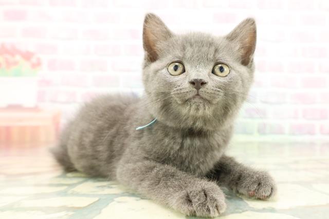 神奈川県のスコティッシュフォールド (Coo&RIKU藤沢店/2026年1月28日生まれ/男の子/ブルー)の子猫の3枚目の画像