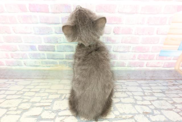 神奈川県のスコティッシュフォールド (Coo&RIKU藤沢店/2026年1月28日生まれ/男の子/ブルー)の子猫の4枚目の画像