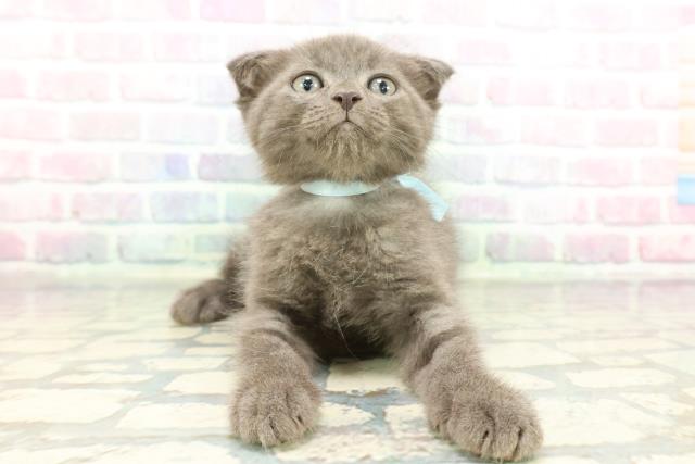 神奈川県のスコティッシュフォールド (Coo&RIKU藤沢店/2026年1月28日生まれ/男の子/ブルー)の子猫の1枚目の画像