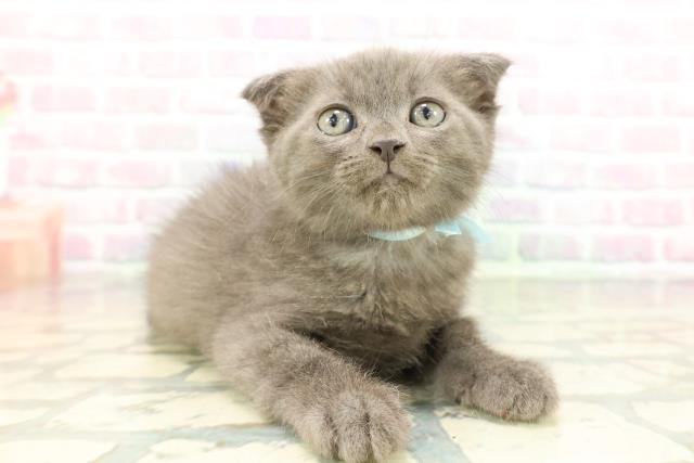 神奈川県のスコティッシュフォールド (Coo&RIKU藤沢店/2026年1月28日生まれ/男の子/ブルー)の子猫の3枚目の画像