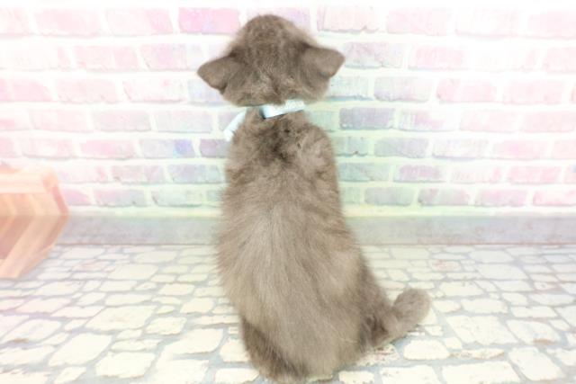 神奈川県のスコティッシュフォールド (Coo&RIKU藤沢店/2026年1月28日生まれ/男の子/ブルー)の子猫の4枚目の画像