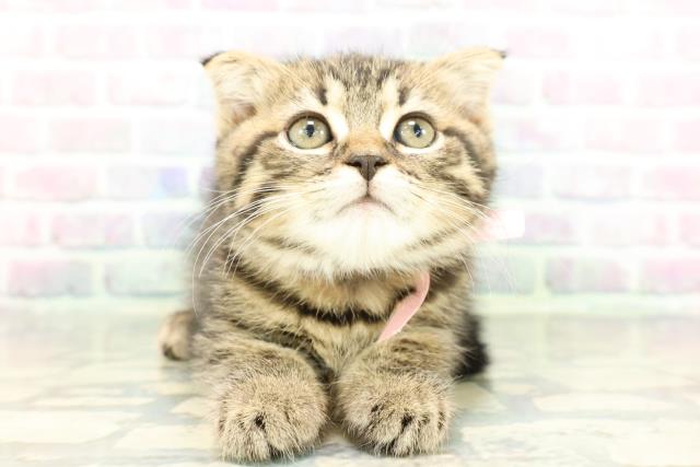 栃木県のスコティッシュフォールド (Coo&RIKUFKDインターパーク店/2026年1月28日生まれ/女の子/ブラウンタビー)の子猫の1枚目の画像