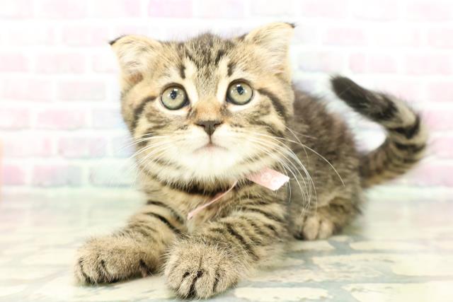 栃木県のスコティッシュフォールド (Coo&RIKUFKDインターパーク店/2026年1月28日生まれ/女の子/ブラウンタビー)の子猫の2枚目の画像