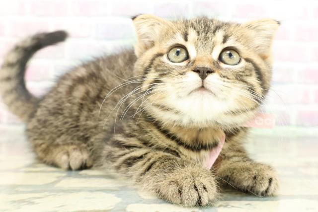 栃木県のスコティッシュフォールド (Coo&RIKUFKDインターパーク店/2026年1月28日生まれ/女の子/ブラウンタビー)の子猫の3枚目の画像