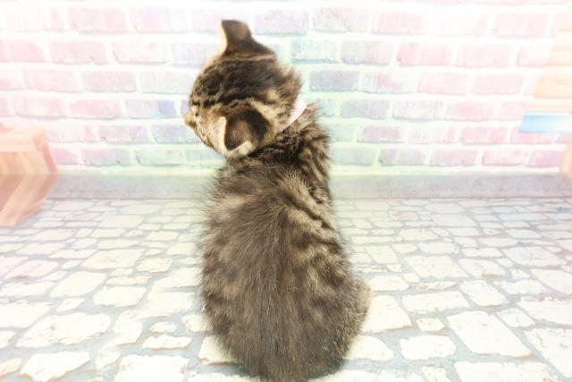 栃木県のスコティッシュフォールド (Coo&RIKUFKDインターパーク店/2026年1月28日生まれ/女の子/ブラウンタビー)の子猫の4枚目の画像