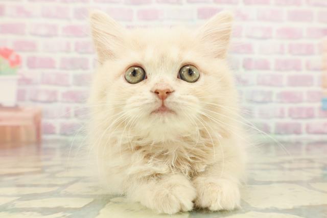 栃木県のサイベリアン (Coo&RIKUFKDインターパーク店/2026年1月21日生まれ/女の子/クリームタビー)の子猫の1枚目の画像