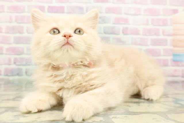 栃木県のサイベリアン (Coo&RIKUFKDインターパーク店/2026年1月21日生まれ/女の子/クリームタビー)の子猫の2枚目の画像