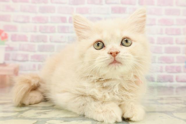 栃木県のサイベリアン (Coo&RIKUFKDインターパーク店/2026年1月21日生まれ/女の子/クリームタビー)の子猫の3枚目の画像