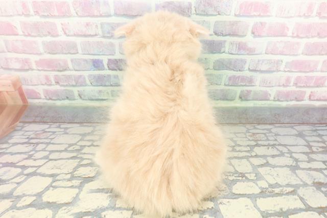 栃木県のサイベリアン (Coo&RIKUFKDインターパーク店/2026年1月21日生まれ/女の子/クリームタビー)の子猫の4枚目の画像