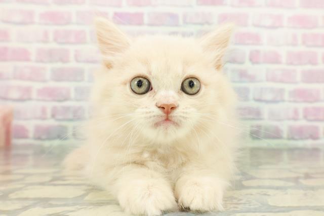 東京都のサイベリアン (Coo&RIKU八王子西店/2026年1月21日生まれ/男の子/クリームタビー)の子猫の1枚目の画像