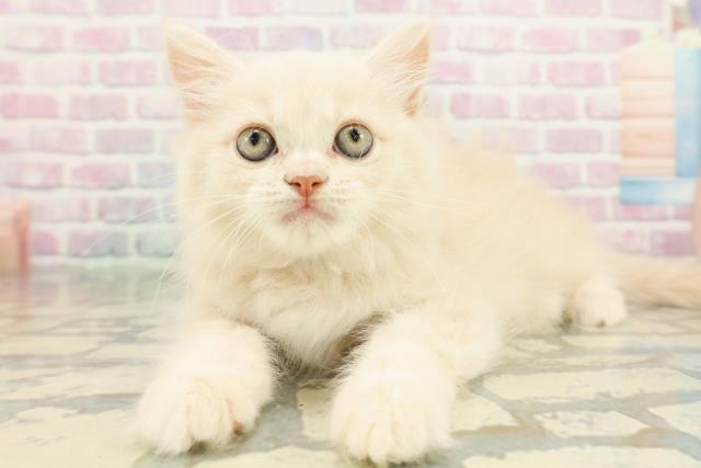 東京都のサイベリアン (Coo&RIKU八王子西店/2026年1月21日生まれ/男の子/クリームタビー)の子猫の2枚目の画像