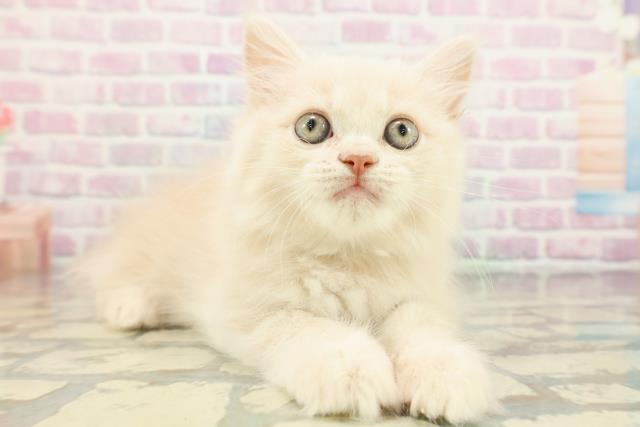 東京都のサイベリアン (Coo&RIKU八王子西店/2026年1月21日生まれ/男の子/クリームタビー)の子猫の3枚目の画像