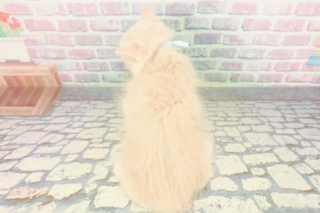 東京都のサイベリアン (Coo&RIKU八王子西店/2026年1月21日生まれ/男の子/クリームタビー)の子猫の4枚目の画像