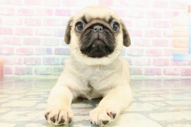 東京都のパグ (Coo&RIKU武蔵小山店/2026年1月26日生まれ/男の子/フォーン)の子犬