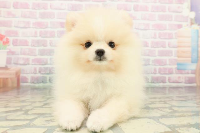 群馬県のポメラニアン (Coo&RIKU伊勢崎店/2026年1月26日生まれ/男の子/クリーム)の子犬