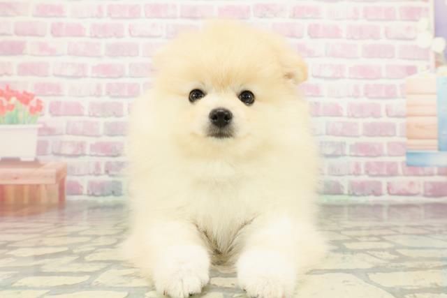 神奈川県のポメラニアン (Coo&RIKU藤沢店/2026年1月26日生まれ/男の子/クリーム)の子犬