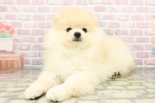 神奈川県のポメラニアン (Coo&RIKU藤沢店/2026年1月26日生まれ/男の子/クリーム)の子犬の2枚目の画像