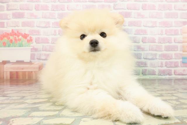 神奈川県のポメラニアン (Coo&RIKU藤沢店/2026年1月26日生まれ/男の子/クリーム)の子犬の3枚目の画像