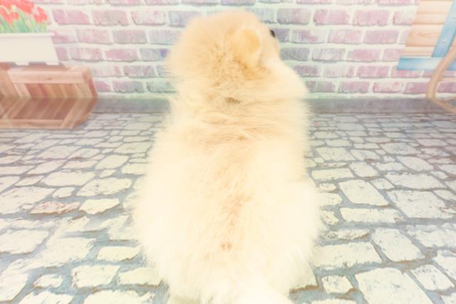 神奈川県のポメラニアン (Coo&RIKU藤沢店/2026年1月26日生まれ/男の子/クリーム)の子犬の4枚目の画像