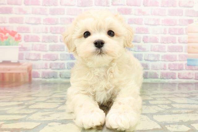 神奈川県のマルプー(マルチーズ×プードル) (Coo&RIKU藤沢店/2026年1月28日生まれ/男の子/クリーム)の子犬の1枚目の画像