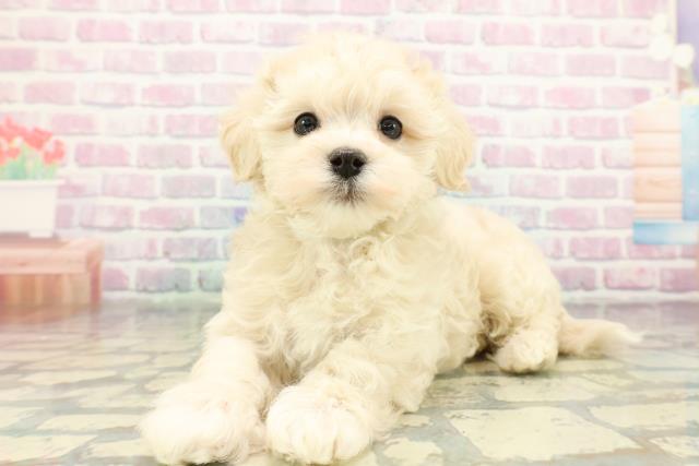 神奈川県のマルプー(マルチーズ×プードル) (Coo&RIKU藤沢店/2026年1月28日生まれ/男の子/クリーム)の子犬の2枚目の画像
