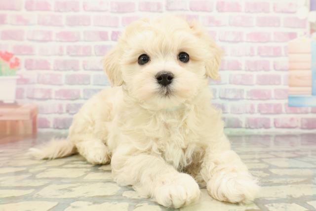 神奈川県のマルプー(マルチーズ×プードル) (Coo&RIKU藤沢店/2026年1月28日生まれ/男の子/クリーム)の子犬の3枚目の画像