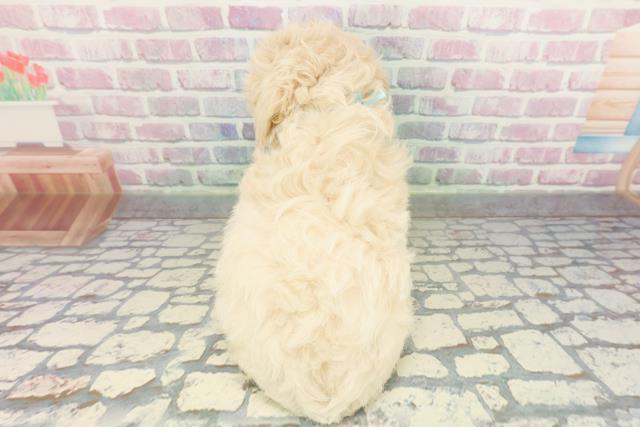 神奈川県のマルプー(マルチーズ×プードル) (Coo&RIKU藤沢店/2026年1月28日生まれ/男の子/クリーム)の子犬の4枚目の画像