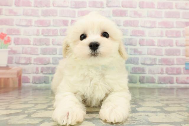 栃木県のマルプー(マルチーズ×プードル) (Coo&RIKU足利店/2026年1月28日生まれ/男の子/クリーム)の子犬の1枚目の画像