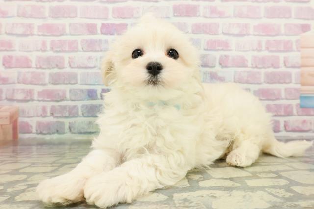 栃木県のマルプー(マルチーズ×プードル) (Coo&RIKU足利店/2026年1月28日生まれ/男の子/クリーム)の子犬の2枚目の画像