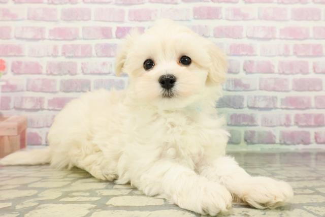 栃木県のマルプー(マルチーズ×プードル) (Coo&RIKU足利店/2026年1月28日生まれ/男の子/クリーム)の子犬の3枚目の画像