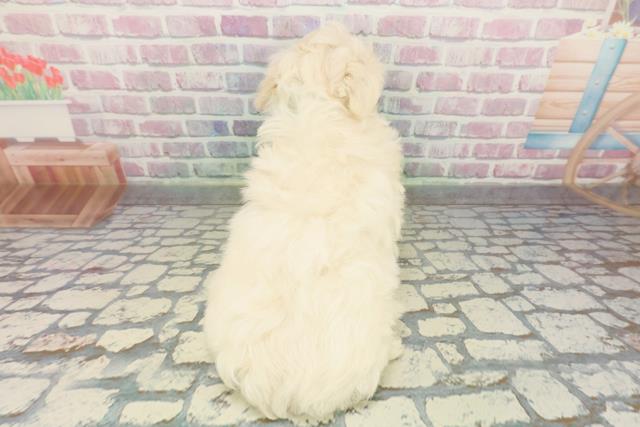 栃木県のマルプー(マルチーズ×プードル) (Coo&RIKU足利店/2026年1月28日生まれ/男の子/クリーム)の子犬の4枚目の画像