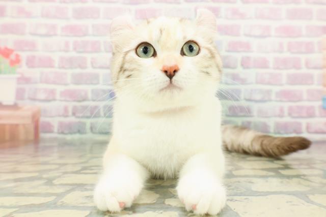 アメリカンカール