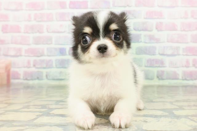 東京都のチワワ(ロング) (Coo&RIKU武蔵小山店/2026年1月27日生まれ/女の子/ホワイトブラックタン)の子犬